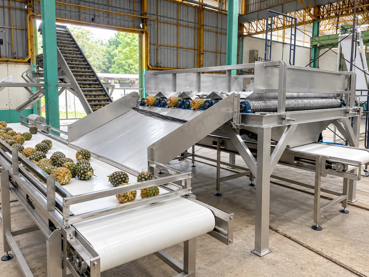Pineapples on grading rollers beside transfer conveyors.