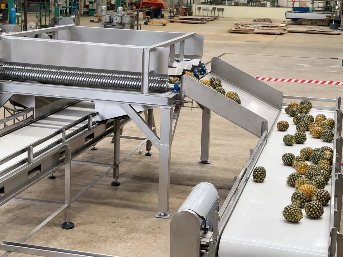 Whole pineapples moving between a conveyor and stainless-steel grading equipment.