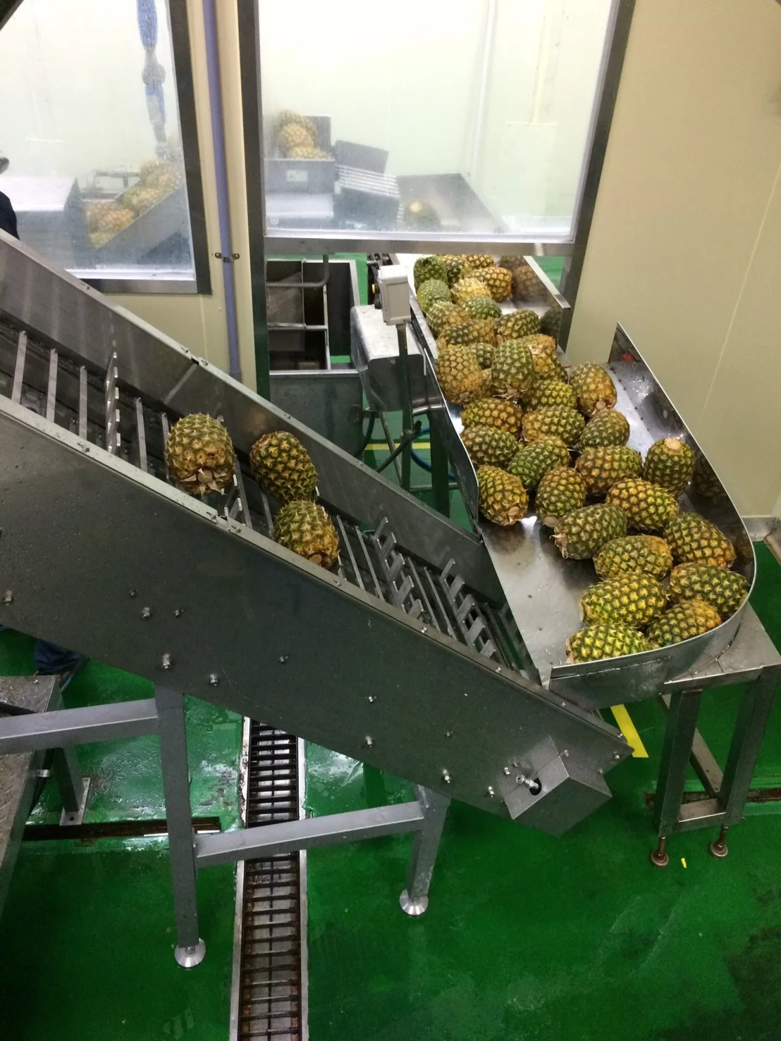 Ginaca Pineapple Preparation: Fruit feed into the Ginaca line.