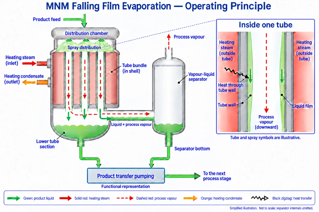 Cutaway of a falling-film tube bundle with symbolic spray above open tube entrances, green liquid films inside the tubes and red heating steam outside. An inset shows heat crossing the tube wall into the film. A shared lower connection carries liquid and process vapour to a side separator above its liquid level. Two green bottom take-offs feed a functional product transfer pumping box, which sends product onward. Heating condensate leaves through a separate orange outlet; process vapour leaves the separator at the top.